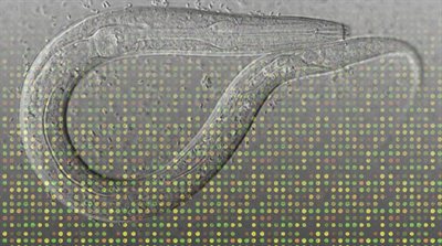 Toxicogenomics