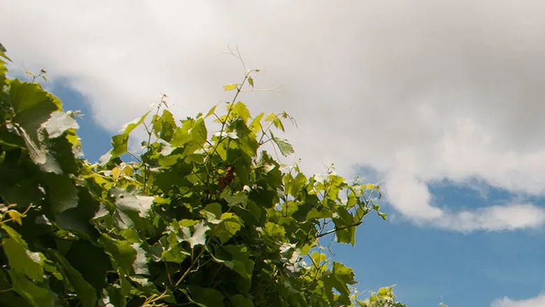 Photo of a grapevine field.