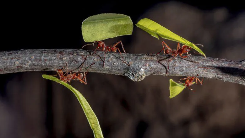 Atta sexdens is a species of leafcutter ant belonging to the tribe Attini, native to America