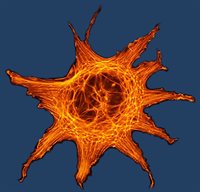 Stem cell blue
