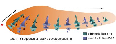 MMS-sharks-1