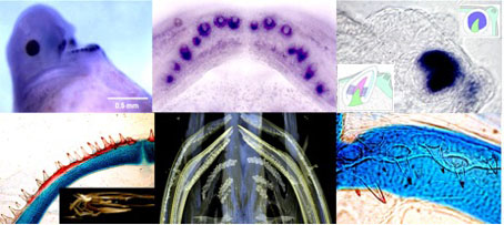 Morphogenesis of tooth development: embryo to larval to juvenile Polyodon.