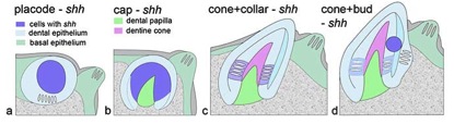 The main stages through which all tooth germs go.
