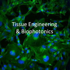 Tissue Engineering & Biophotonics
