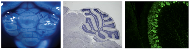 basson-lab-pic-1