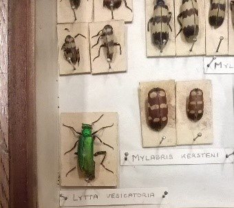Lytta vesicatoria
