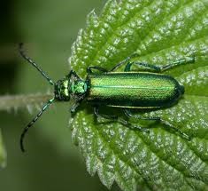 Lytta vesicatoria live specimen