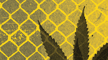 Yellow and black illustration of cannabis plant behind cyclone fence