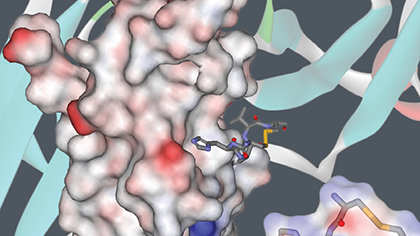 Colour illustration showing the drug Exherin interacting with a cancer protein