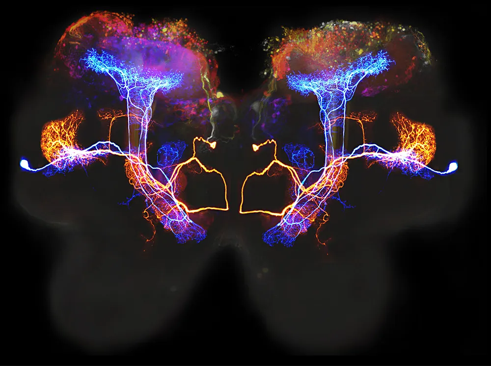 Certain_brain_regions_light_up_during_specific_cognitive_function,_this_is_how_internal_processes_are_linked_to_behaviour_such_as_learning