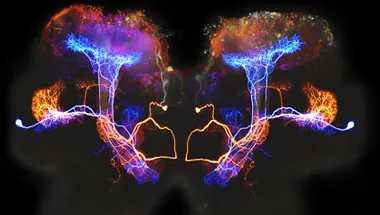 Colourful imagery depicting brain sensors