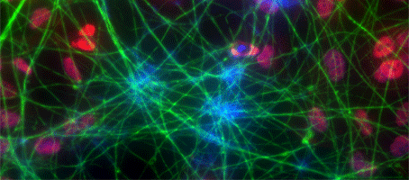 Neurons