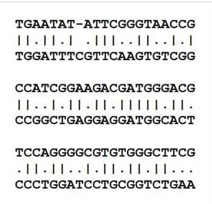 Genes