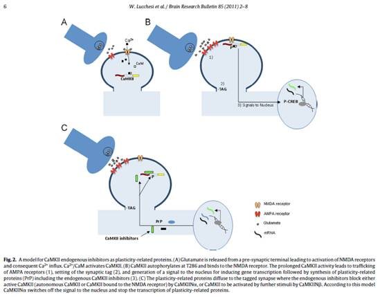 A model for CaMKII endogenous inhibitors as plasticity-related proteins
