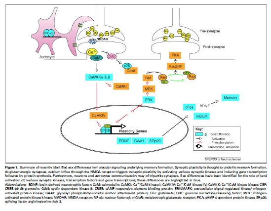 Summary of recently identified sexdifference in molecular signalling underlying memory formation