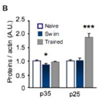p25 is generated in hippocampus of mice during spatial memory formation