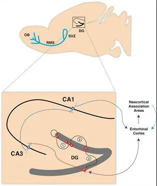 Fig.1: Schematic representation of the sagittal view of a rodent brain highlighting the two neurogenic zones of the adult mammalian brain