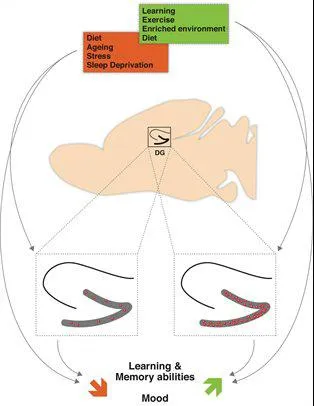 Fig.2: Overview of physiological and environmental modulation of adult hippocampal neurogenesis and its impact on learning and memory abilities and mood