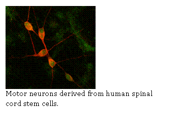 MotorNeuronsDerived
