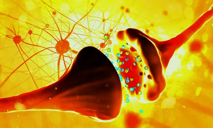 synapse