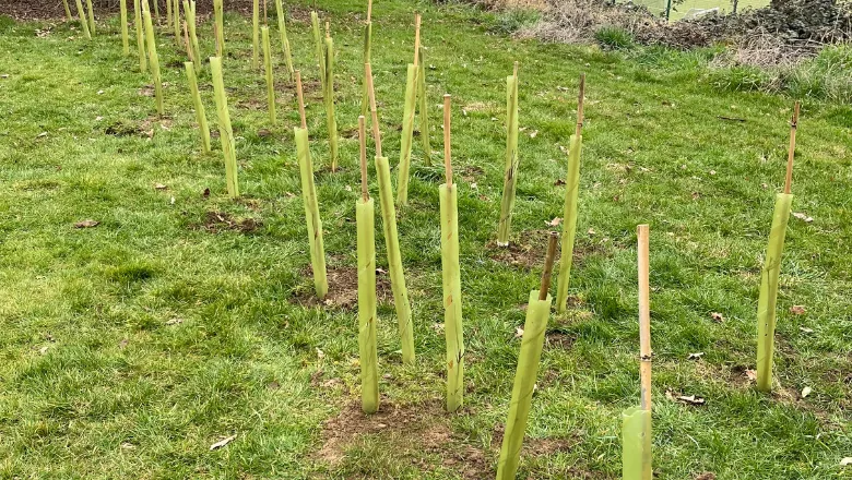 Newly planted tree saplings, King's Sport Ground, Honor Oak