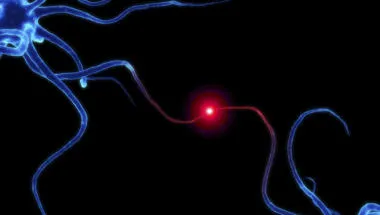 Neuron axon interactions