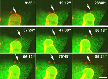 human-cell-spiting-out-part-of-its-own-nucleus-in-article2