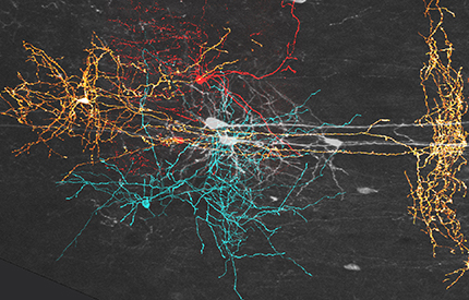 Favuzzi et al., Science 2019_v2 430x275