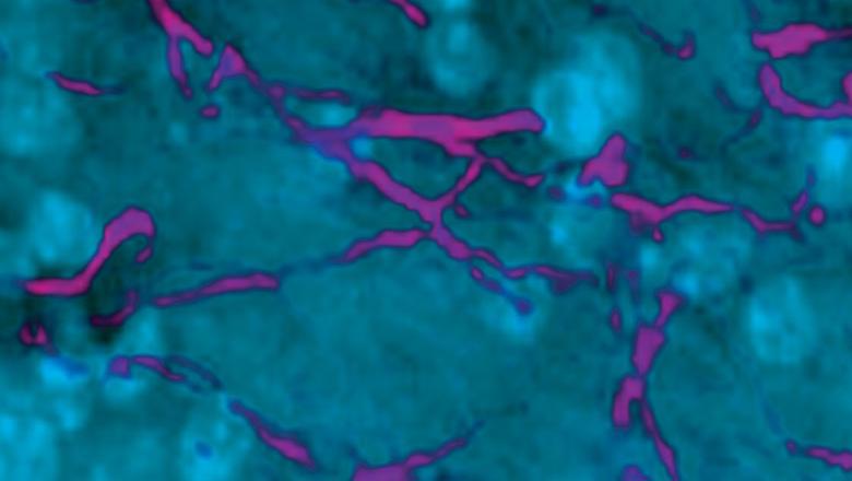 The Experience-Dependent Plasticity Group