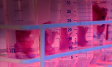 Pink tissues in test tube