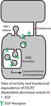 Membranetrafficking_174x361px