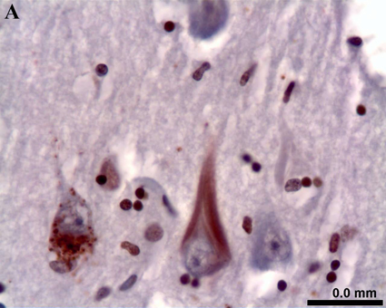 cell-signalling-fig2a