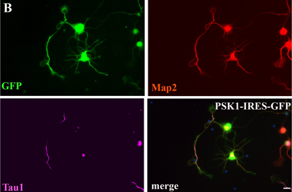cell-signalling-fig2b