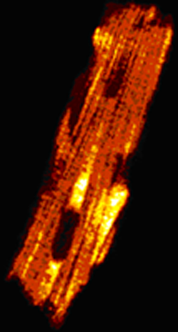Shattock3250w