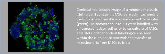 Fay_Ella cells 2018