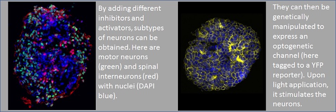 Fay_Ieva cells2