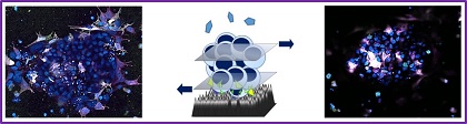 fay cells on nanoneedles