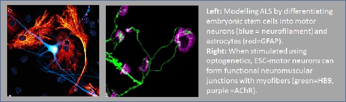 Fay_Pete cells 2018