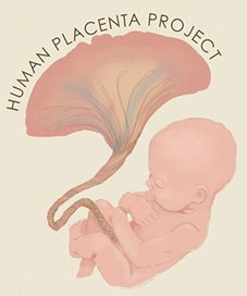 NIH Placenta research