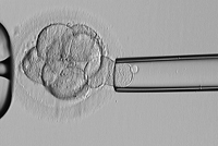 stemcell1