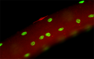 Satellite cell on a myofibre-cropped