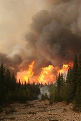 Forest-Fire-image-2
