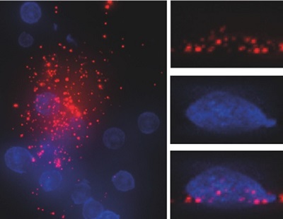 Primary naïve B cells acquiring antigens