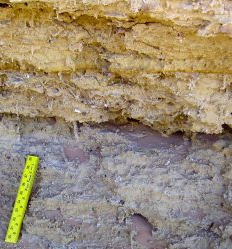 Bioturbation by rootlets and burrows in lacustrine sediments