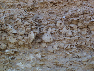 Coquina of Cerastoderma glaucumfrom Wadi Shati