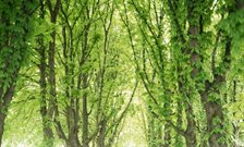 trees