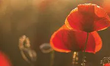 poppy