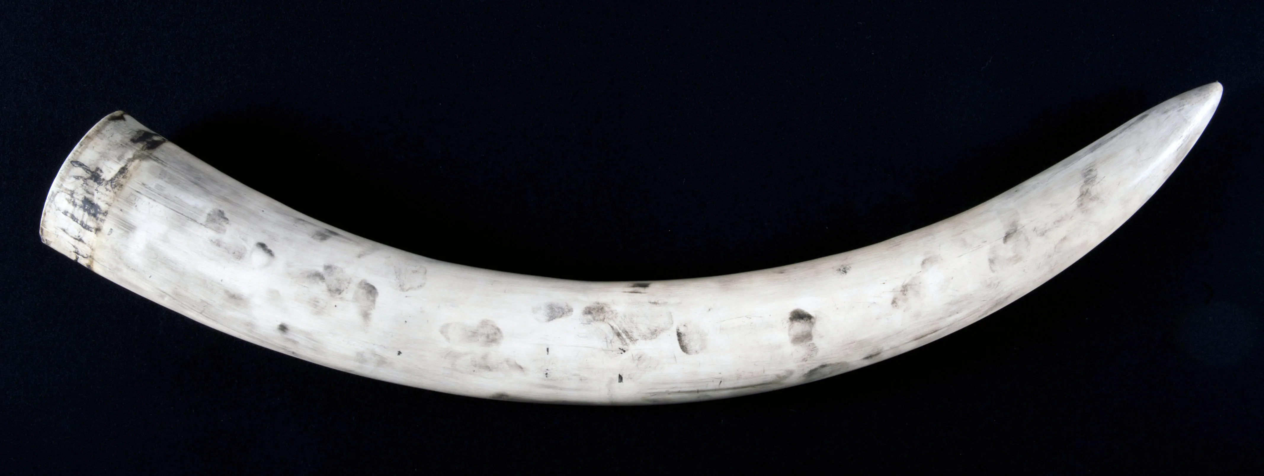 Example-of-Fingerprints-Enhanced-on-a-Full-Tusk-not-annotated