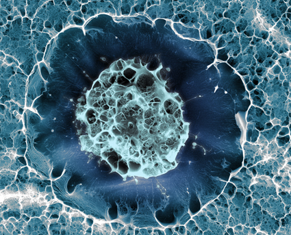 Wellcome image 2
