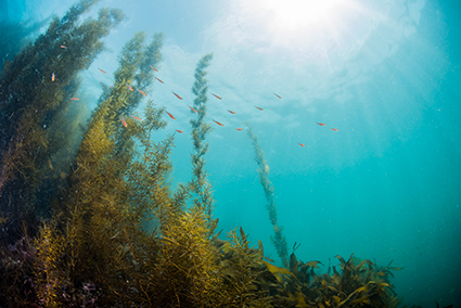 seaweed large